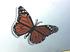 Monarch